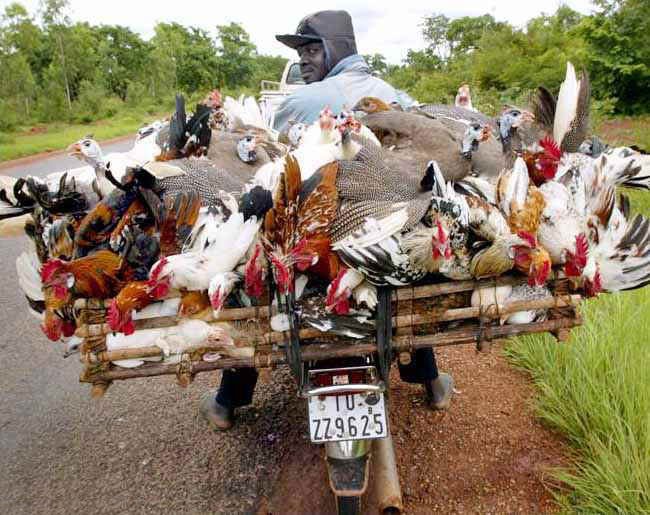 http://www.vicclap.hu/static/pic/20050221/chickenonmotor.jpg
