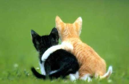 Ne búsulj Cirmi,...