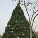 Óriás karácsonyfa