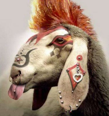 Bárány