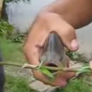 Ha nem találod a metszőollót,...