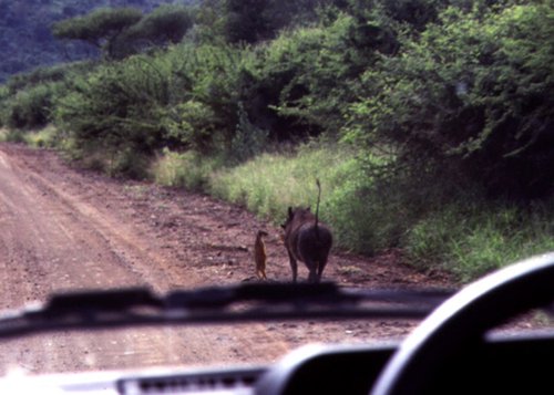 Timon és Pumba