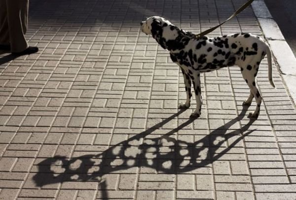 Dalmata