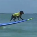 Szörföző kutyák