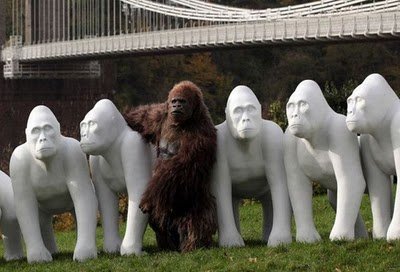 Gorillák