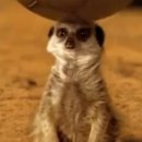 Messi és a szurikáták