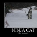 Ninja macska