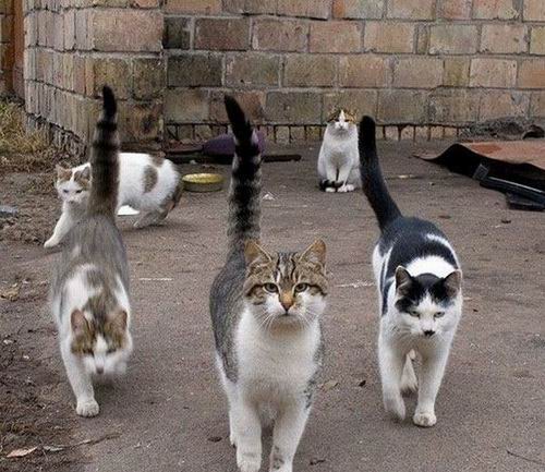 Gang