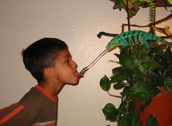 Hüllő