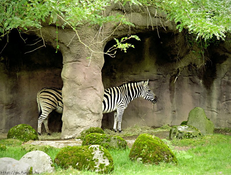 Zebra