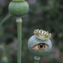 Génmanipulált növény