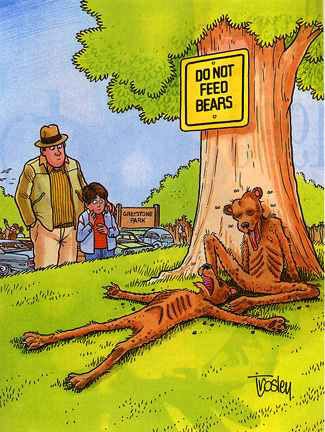 A medvéket etetni tilos!