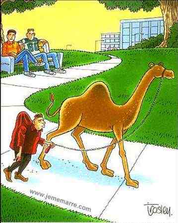 Minden állat hasonlít a gazdájára...