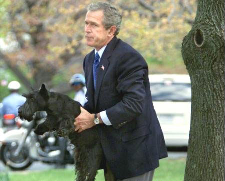 Bush