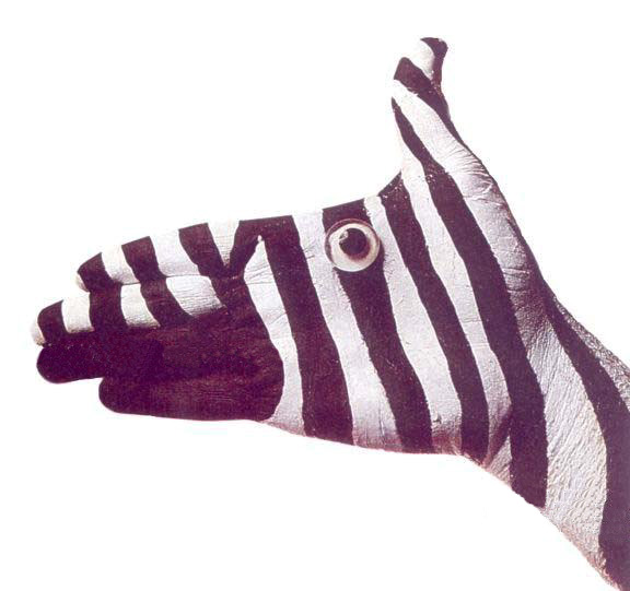 Zebra