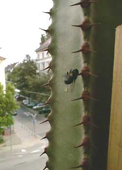 Téves landolás