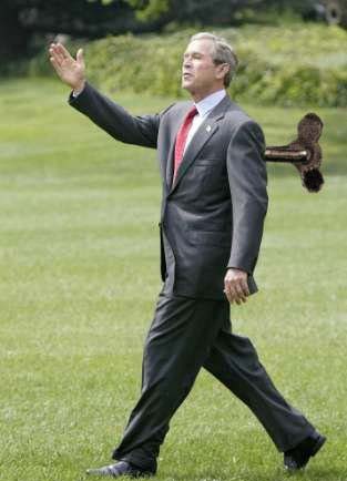 Bush