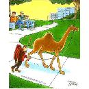 Minden állat hasonlít a gazdájára...