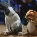 Állatok és az internet